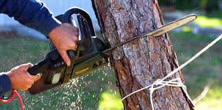 Tree and Shrub Care in Chino Hills, CA