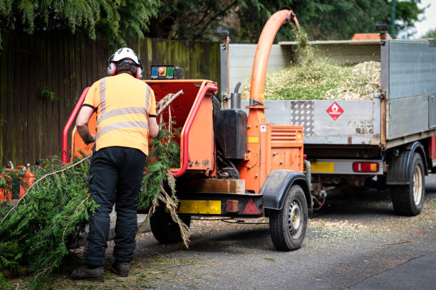 Best Commercial Tree Services  in Chino Hills, CA