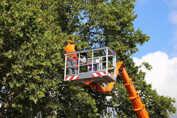 Best Utility Line Clearance  in Chino Hills, CA