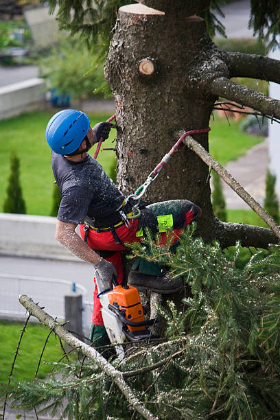 Best Storm Damage Tree Cleanup  in Chino Hills, CA