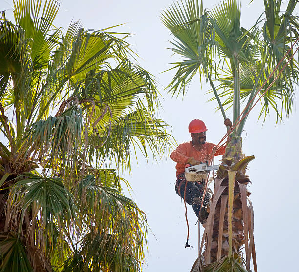 Best Fruit Tree Pruning  in Chino Hills, CA