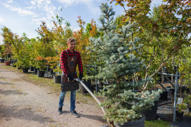 Reliable Chino Hills, CA Tree Care Services Solutions