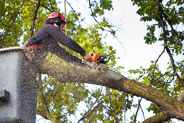 Best Hazardous Tree Removal  in Chino Hills, CA